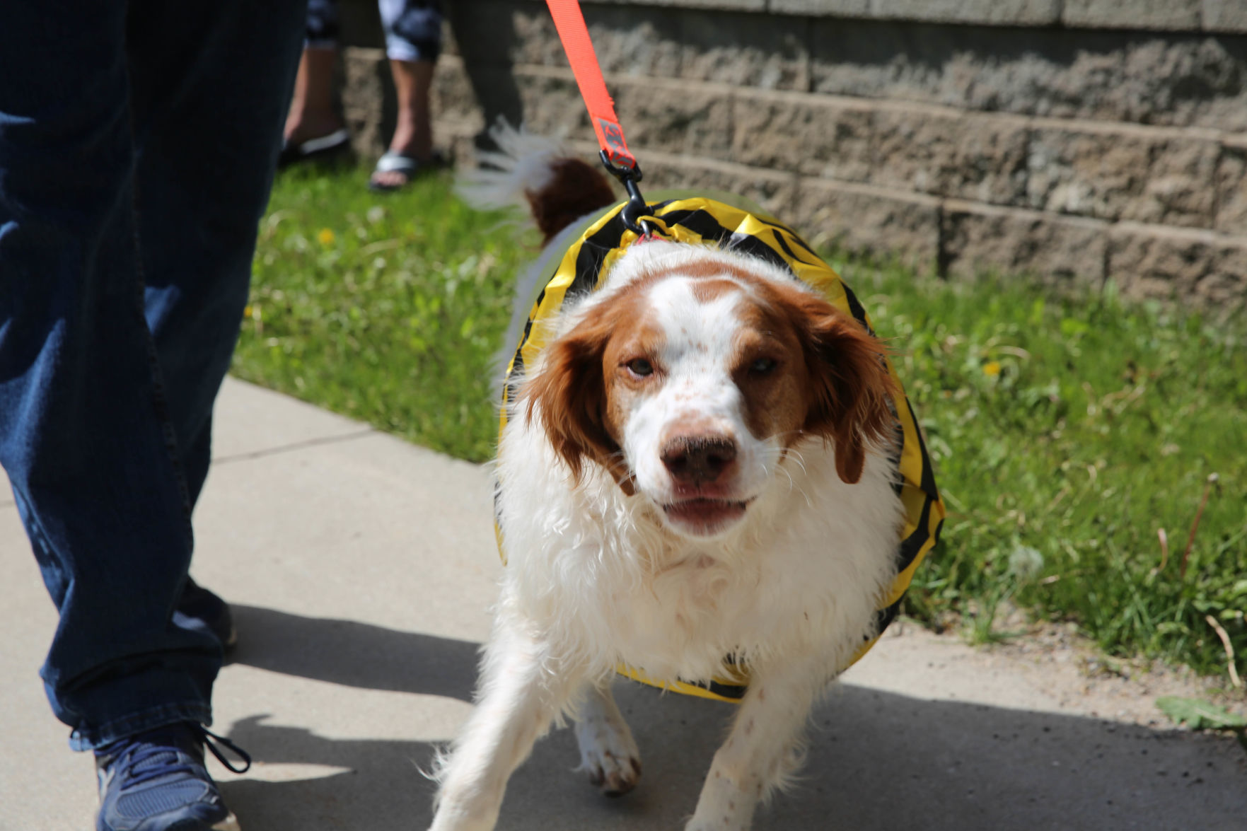 Pet parade at Good Shepherd (9).jpg